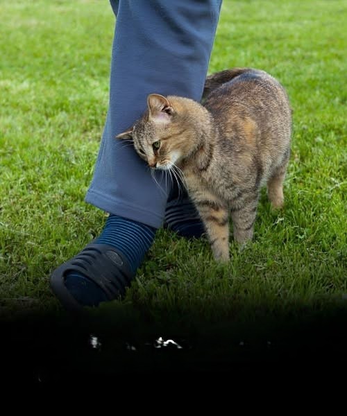 When a cat rubs against you: what should you do?