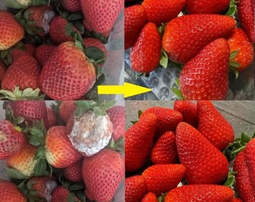 How to Keep Strawberries Fresh for Longer – No More Mushiness!