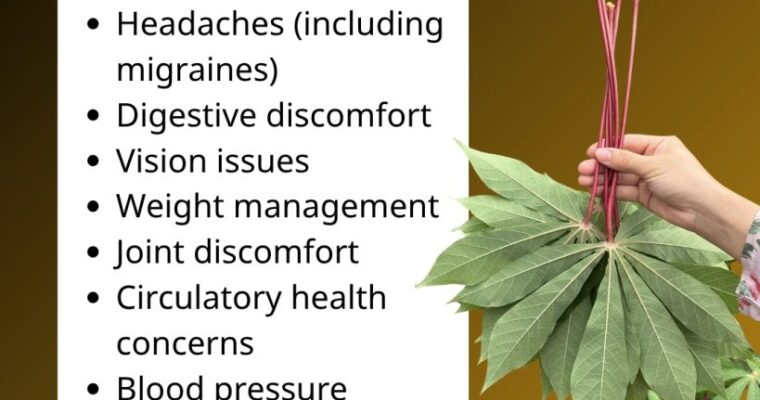 Cassava leaves, you should use them in this way…v