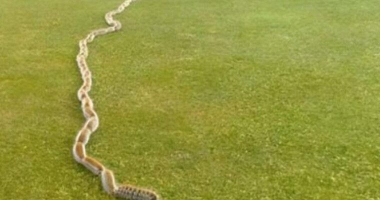 I Thought It Was a Rope… Then I Saw What Was Really Moving in My Garden