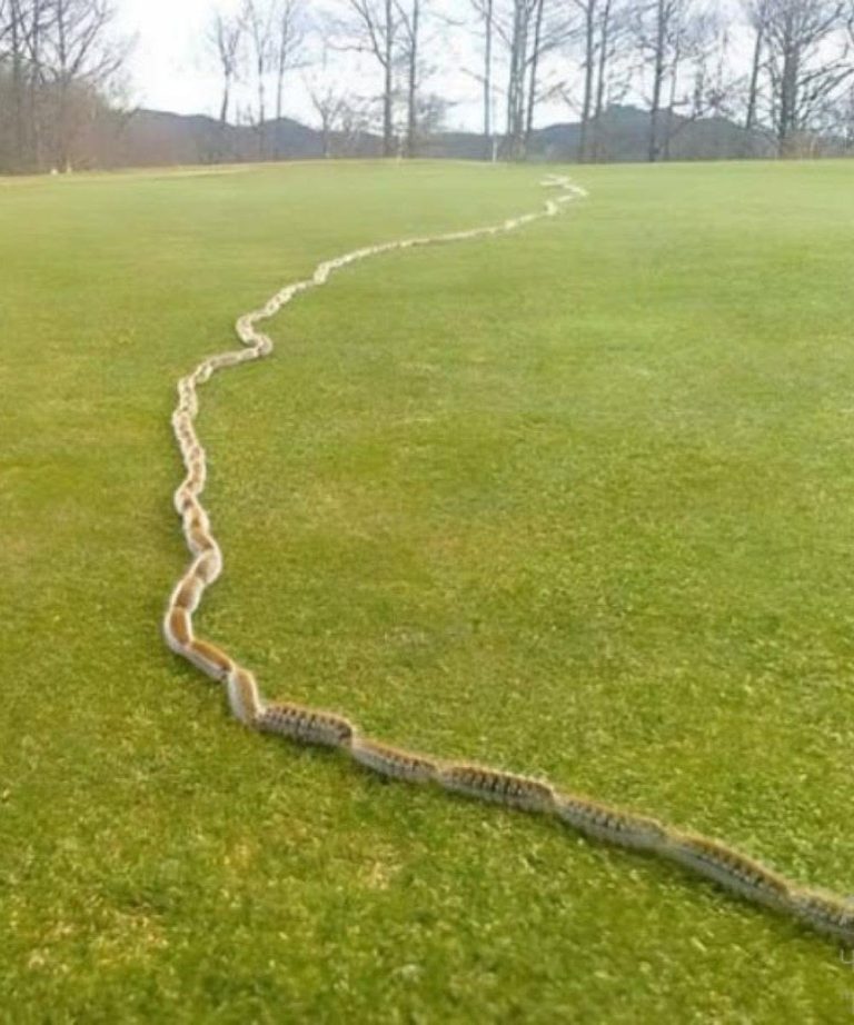 I Thought It Was a Rope… Then I Saw What Was Really Moving in My Garden