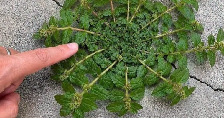 # A Single Leaf of This Plant Can Be Worth as Much as Gold, If You Know How to Identify It and Use It Correctly…See which plant it is in the first c0m…