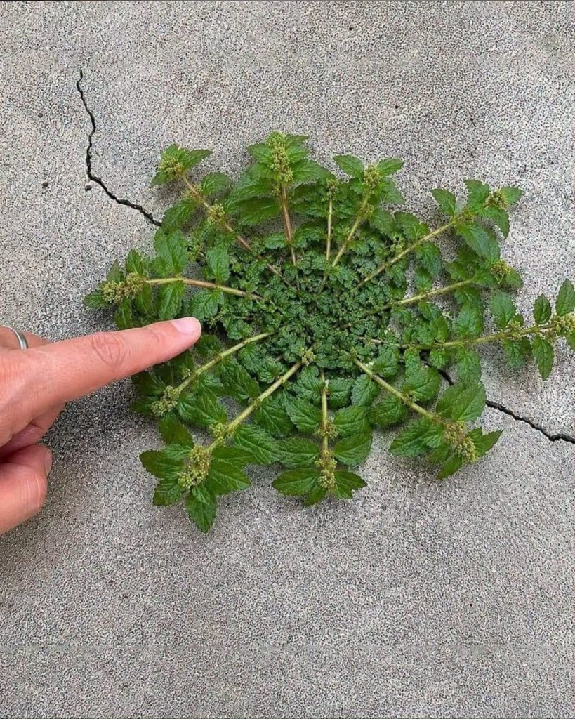 # A Single Leaf of This Plant Can Be Worth as Much as Gold, If You Know How to Identify It and Use It Correctly…See which plant it is in the first c0m…