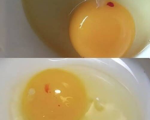 Red Spot on Raw Egg: What Is It and Can You Eat It?
