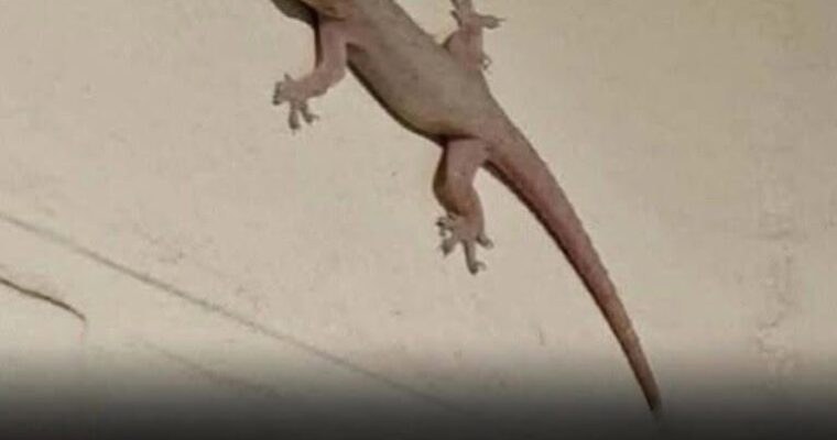 Did you know that when a lizard visits your house it’s a sign of… See more