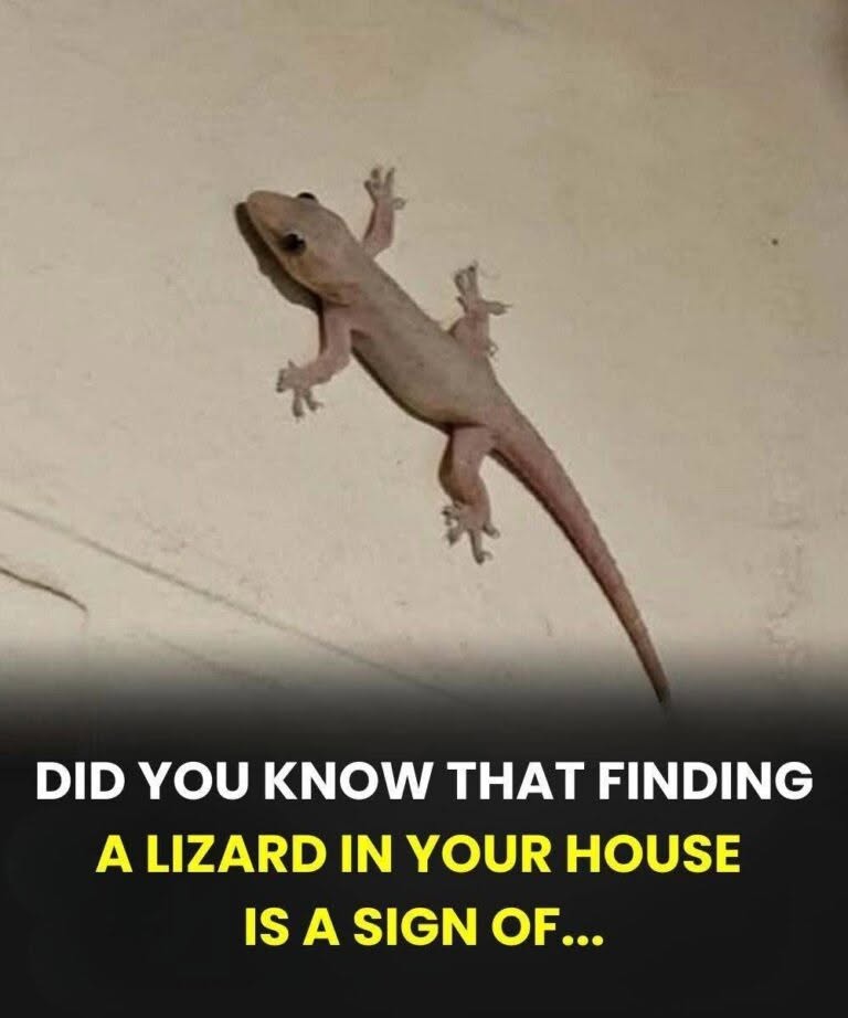 Did you know that when a lizard visits your house it’s a sign of… See more