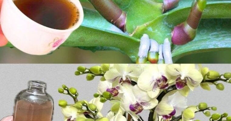 Very leafy orchid, if you water it with this it will be 10 times more beautiful