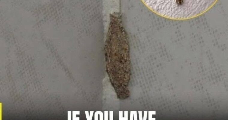 If these insects are present on the walls of your home, the reason is…see more…