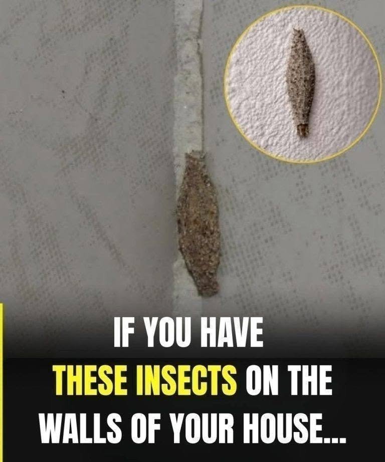 If these insects are present on the walls of your home, the reason is…see more…