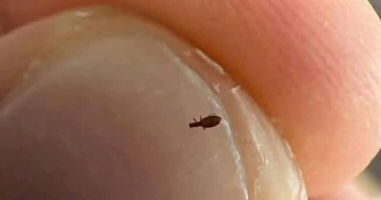 Bug found in my friends hair. What is it