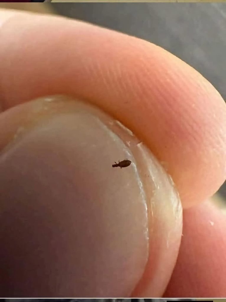 Bug found in my friends hair. What is it