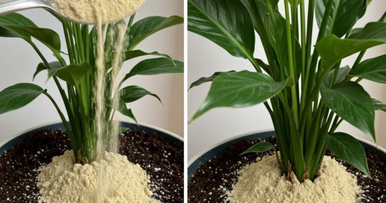 Peace lily: thanks to this one ingredient, it will bloom for up to 10 years in a row.