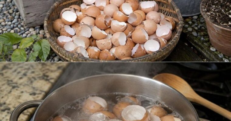 Boiled Eggshell Water for Plants: Benefits, Uses, and How to Make It for Your Garden