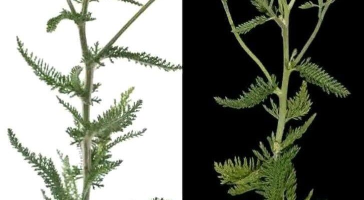 Found This “Common Weed” Growing in Your Yard? You May Want to Look Twice