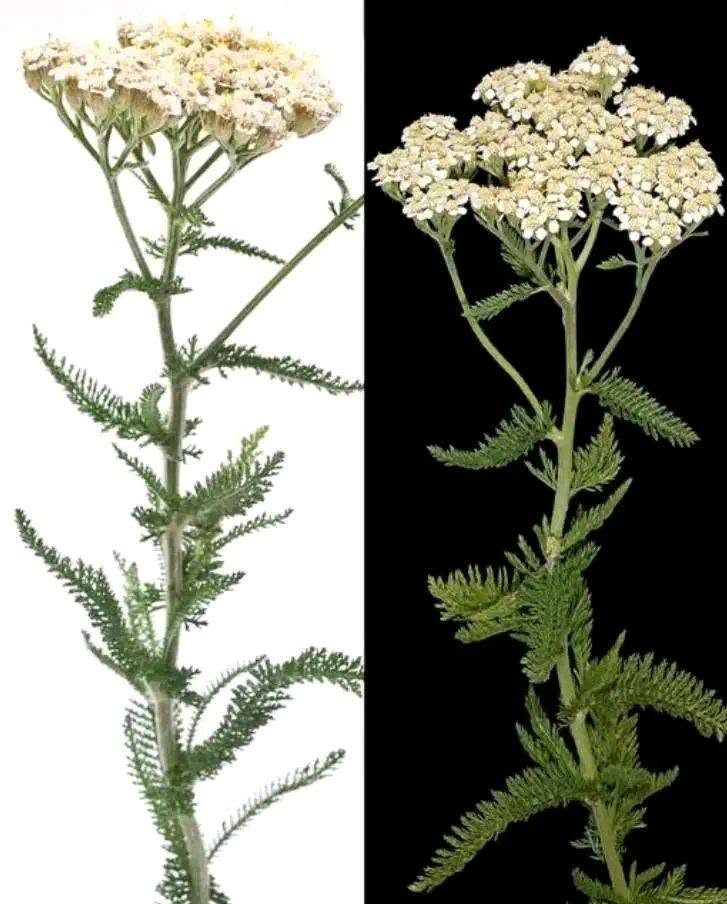 Found This “Common Weed” Growing in Your Yard? You May Want to Look Twice
