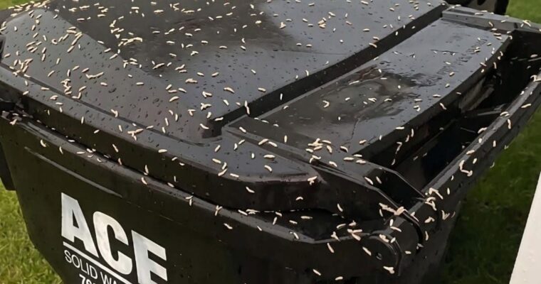 Found Tiny White Worms in Your Trash? Here’s What They Really Are