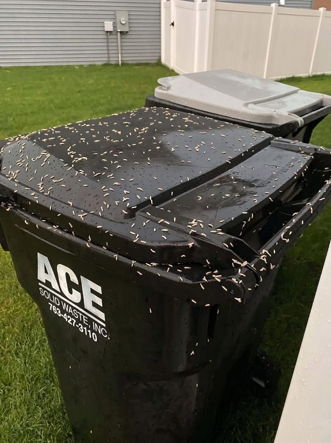 Found Tiny White Worms in Your Trash? Here’s What They Really Are
