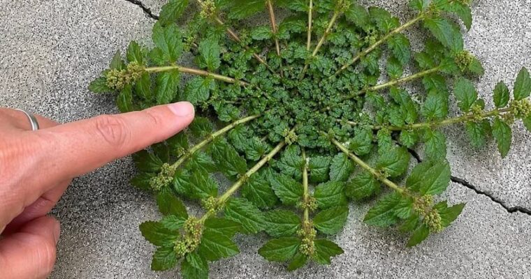 Just one leaf of this plant is worth a gold mine!…