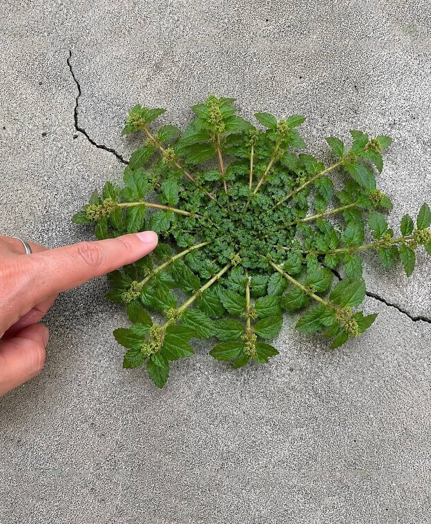 Just one leaf of this plant is worth a gold mine!…