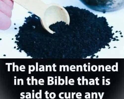 The plant mentioned in the holy books that is said to cure any disease Full info in the first comment