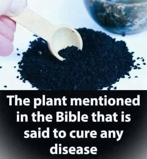 The plant mentioned in the holy books that is said to cure any disease Full info in the first comment