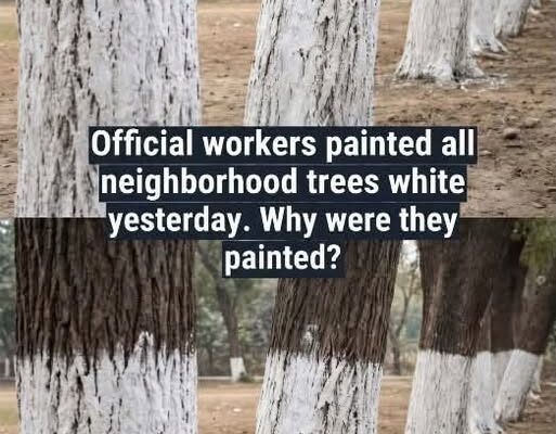 Why Are Some Trees Painted White?