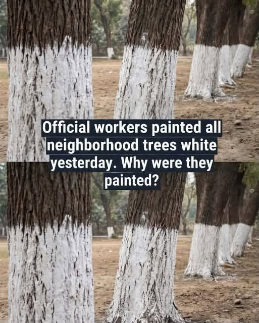 Why Are Some Trees Painted White?