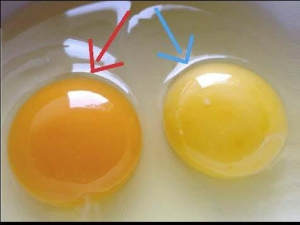 How to recognize eggs from a healthy hen?
