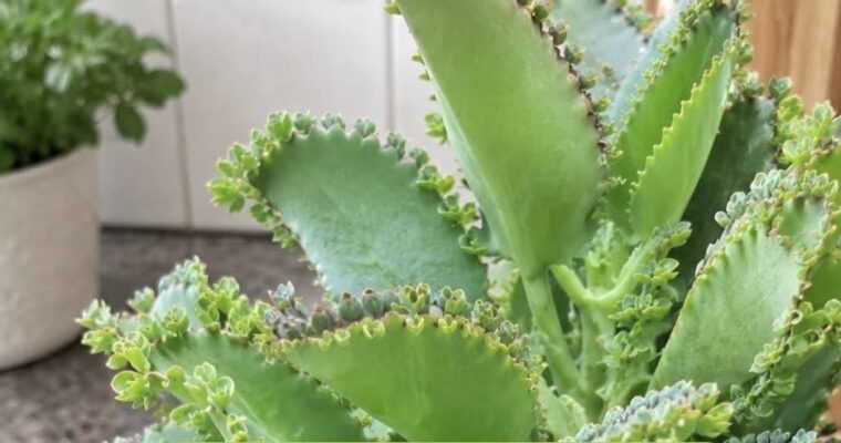 Kalanchoe daigremontiana