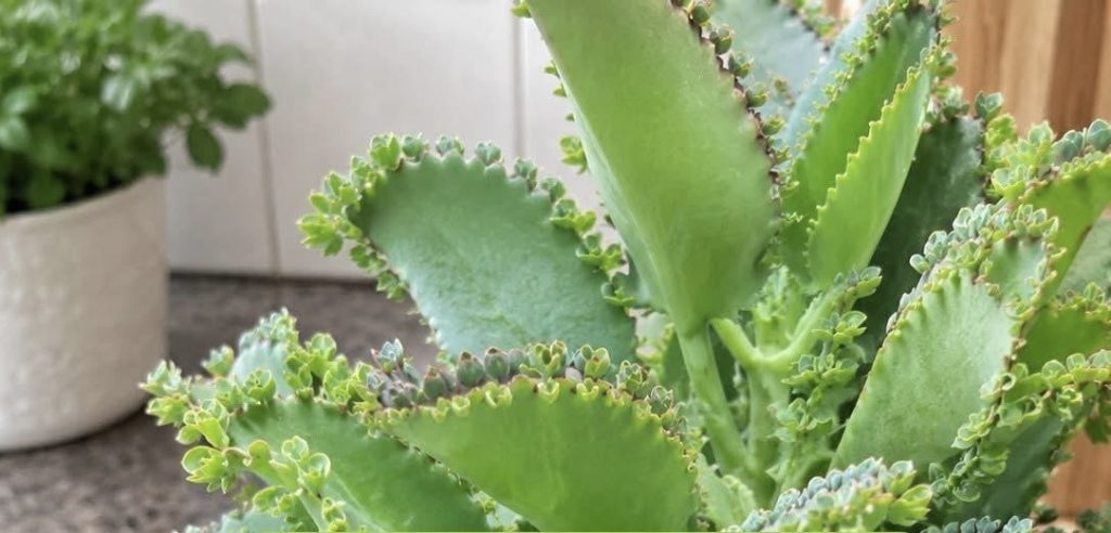 Kalanchoe daigremontiana