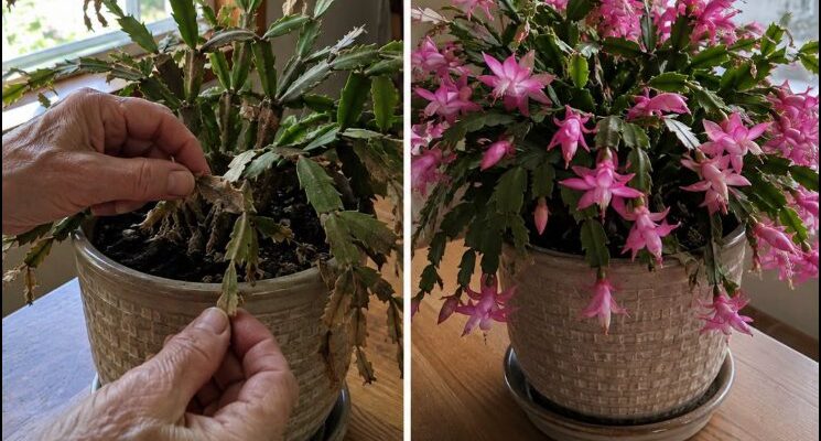 🌵Don’t Ignore Your Christmas Cactus in August: 5 Essential Tasks for Better Holiday Blooms🌸