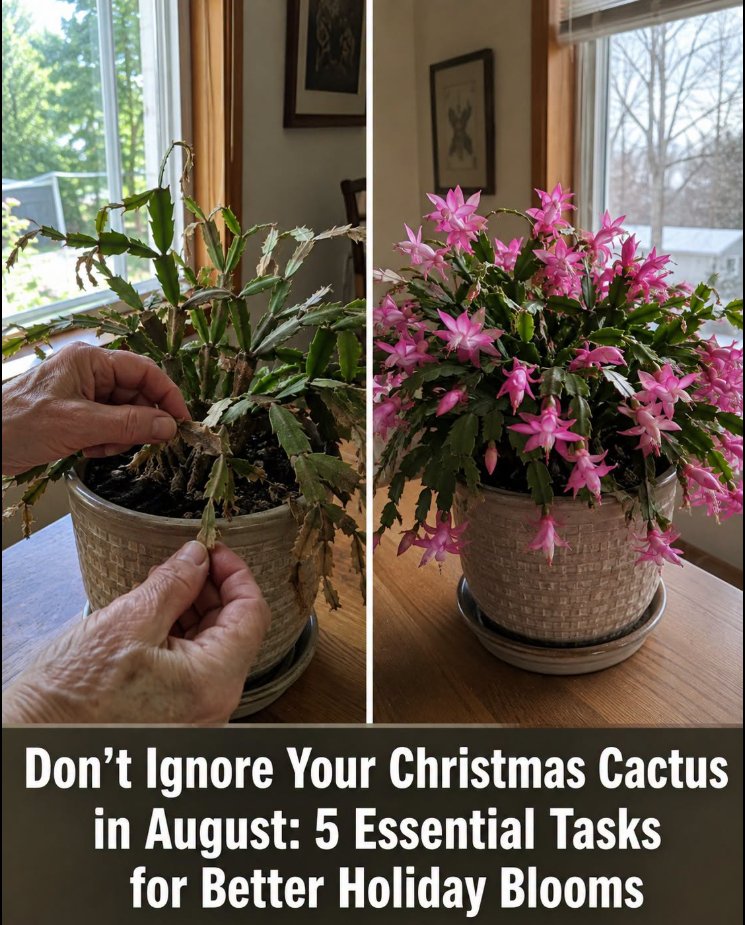 🌵Don’t Ignore Your Christmas Cactus in August: 5 Essential Tasks for Better Holiday Blooms🌸