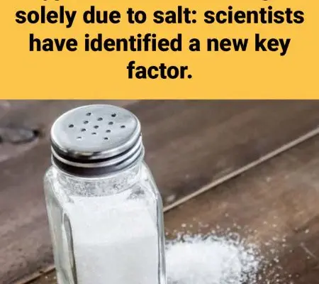 Hypertension is no longer solely due to salt: scientists have identified a new key factor.